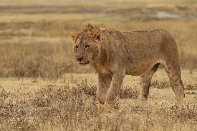 2 Days to Tarangire and Ngorongoro Crater - Meeting and Pickup