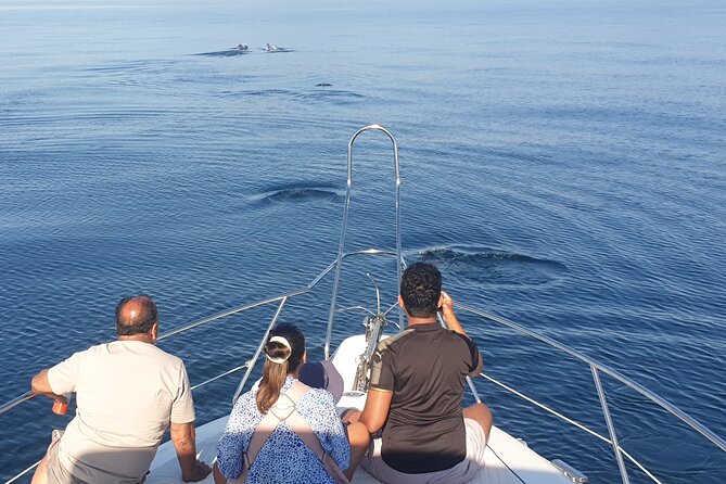 2 Hours Dolphin Watching in Marbella - Meeting Point and Location