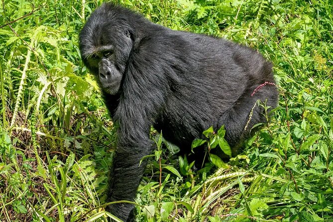 3-Day Gorilla Trekking Safari in Bwindi Impenetrable Forest - Inclusions and Exclusions