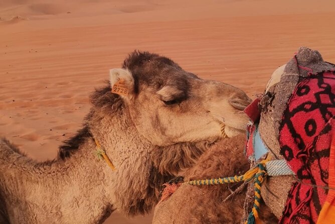 3 Days Deep Merzouga Desert Tour From Marrakech - Sandboarding the Sahara Dunes