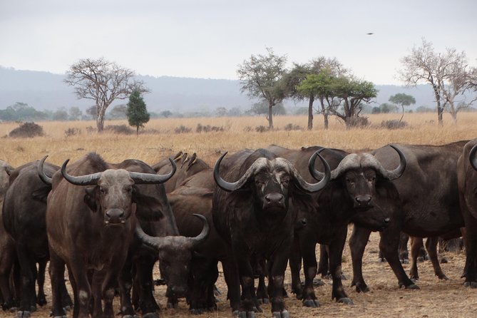 3 Days Safari to Mikumi NP - Accommodation Inside the Park - Exclusions