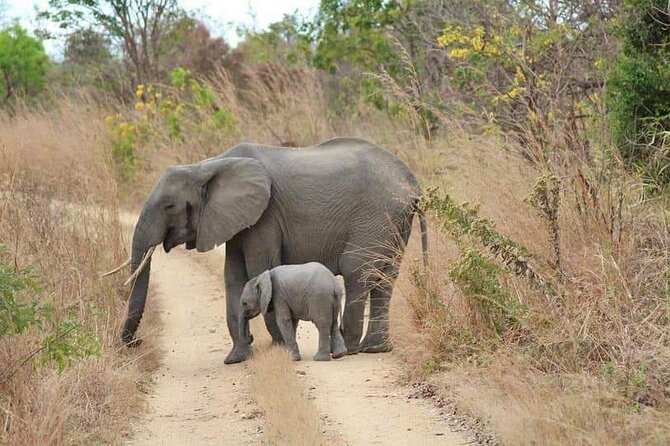 3 Days Selous (Nyerere National Park) - Meals and Dining