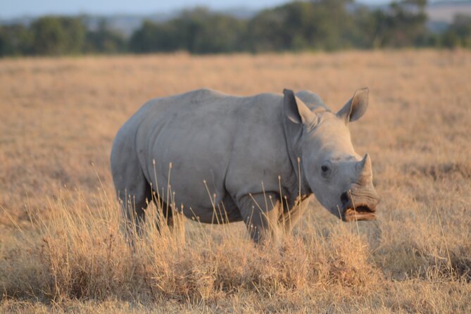 4 Day Private Masai Mara Flight Safari Tour From Nairobi - Health Considerations