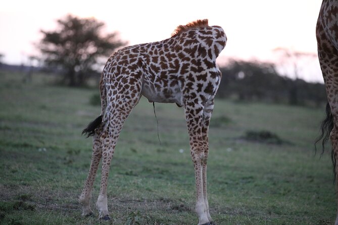 4 Days Masai Mara Lake Nakuru Jeep Safari - Accommodation and Meals