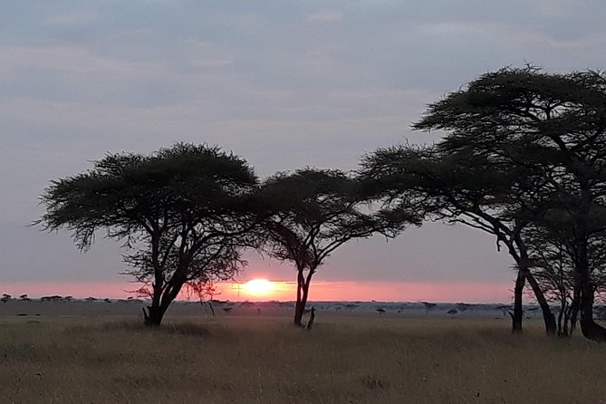 4 Days Tarangire,Serengeti & Ngorongoro Mid Range Camping Safari Tour Tanzania - Serengeti National Park