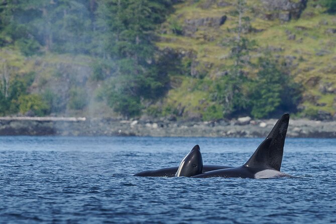 4 Hr Into the Wild Whales & Wildlife Adventure - Participant Requirements