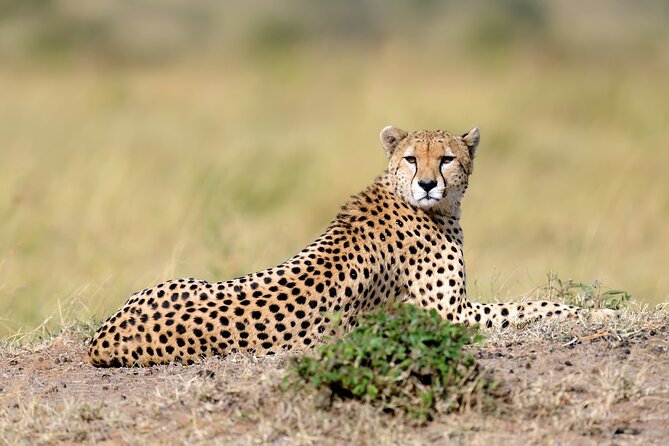 5 Days Budget Safari in Tanzania - Reviews and Ratings