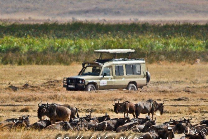 6 Day Tanzania Wildlife Mid Range Safari - Included Amenities and Services