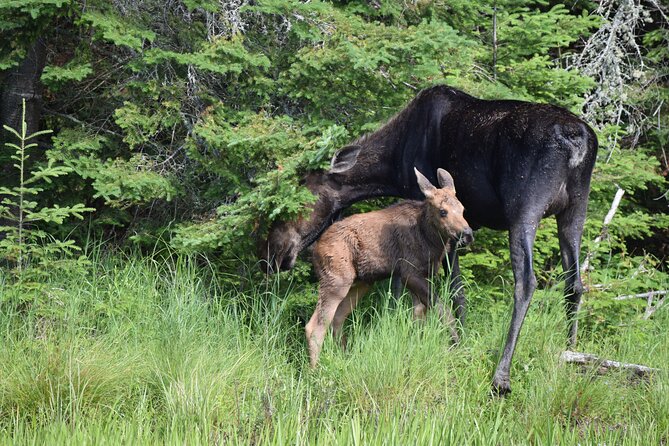 Algonquin Park Luxury 3-Day Camping & Canoeing: Moose/Beaver/Turtle Adventure - Exceptional Customer Reviews