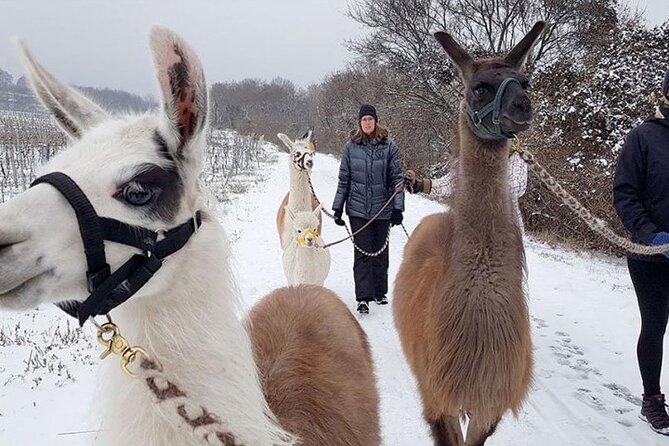 Alpaca and Llama Hike Moedling Near Vienna - Cancellation and Refund Policy