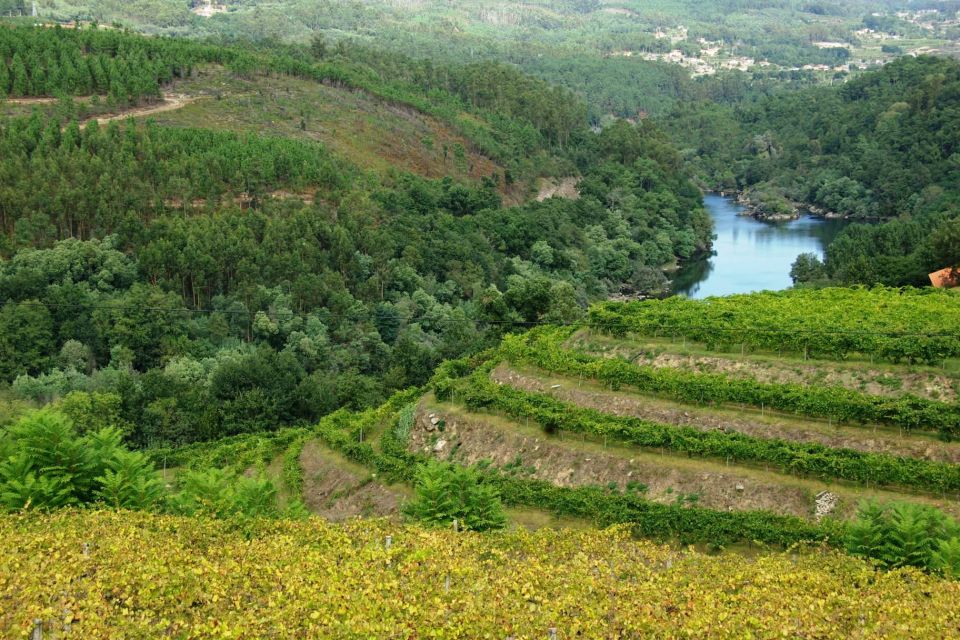 Alvarinho Wine Full Day Tour - Exploring Melgaço Town