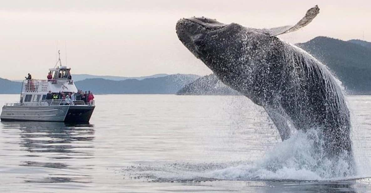 Anacortes: Whale and Orca Boat Tour Near Seattle - Customer Reviews and Feedback