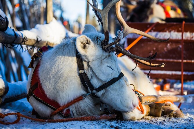 Arctic Animals Combo Safari, Reindeer and Husky Adventure - Earning the Reindeer Sleigh License