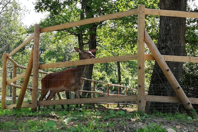 Bear Sanctuary and Draculas Castle, 1-day Private Tour - Bran Castle Exploration