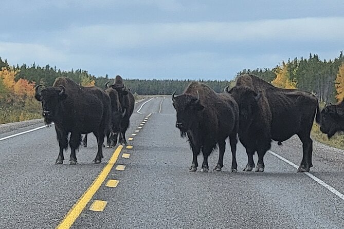 Bison Highway Road Tour - Cancellation Policy