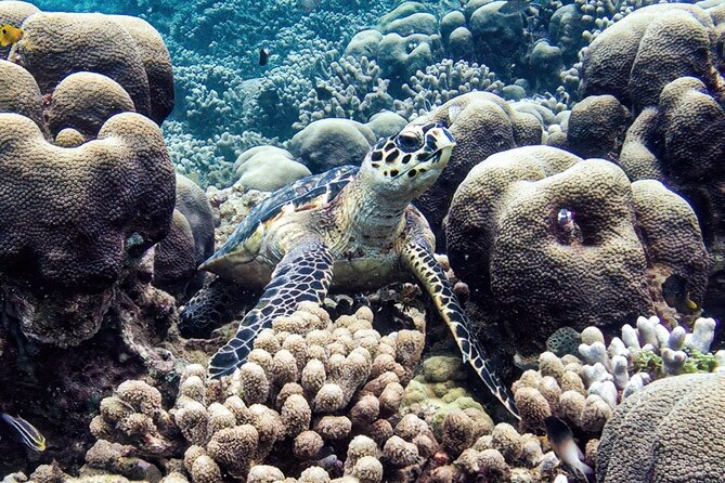 Boat Trip for Snorkeling Discovery of Corals - Maximum Group Size