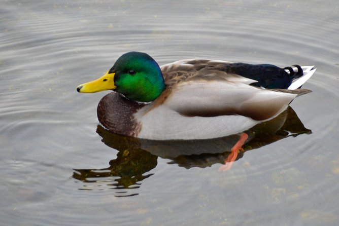 Bowen Island Ferry, Hike & Photography - Cancellation Policy