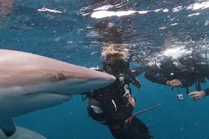 Caged and Cageless Shark Snorkelling on Durbans Aliwal Shoal - Encounters With Oceanic Blacktip Sharks