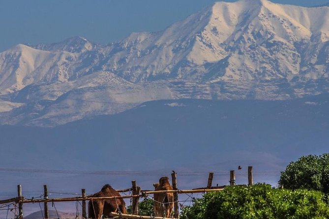 Camel Ride and Magical Dinner in Agafay Desert - Alcoholic Drinks Availability