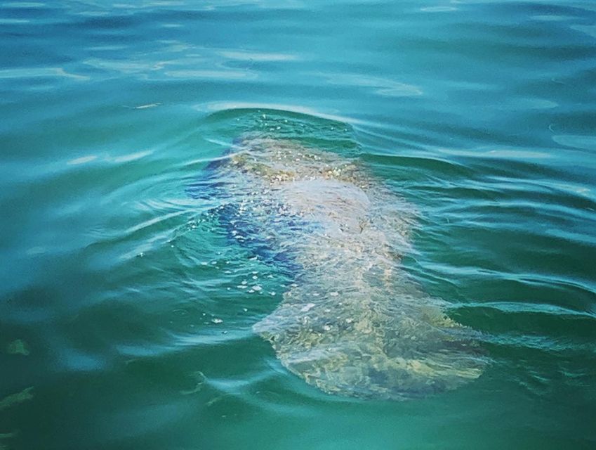 Clearwater Beach Private Pontoon Tours - Experience Marine Life