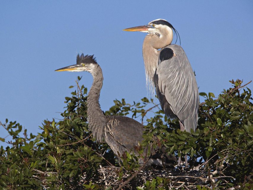 Cocoa Beach: Thousand Islands Banana River Boat Cruise - Customer Reviews and Ratings