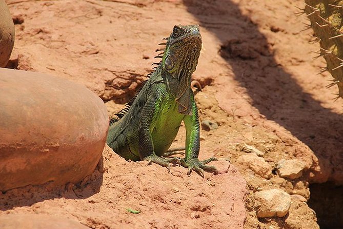 Crocoparc Tour in Agadir - Inclusions