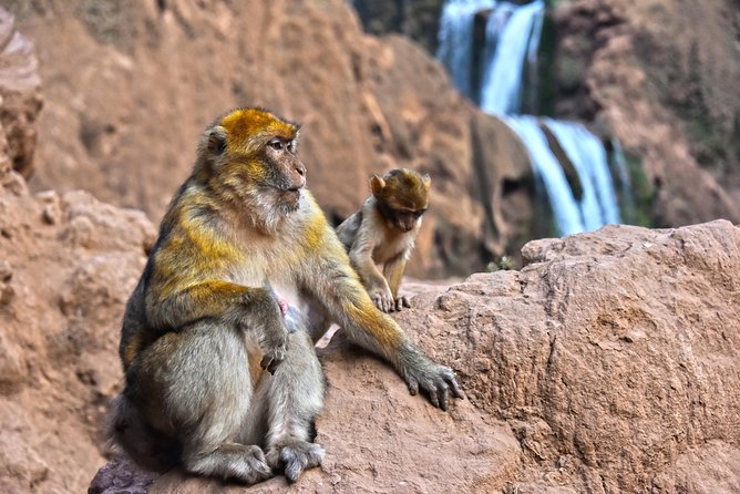 Day Trip to Ouzoud Waterfalls From Marrakech: Shared - Traveler Recommendations and Requirements