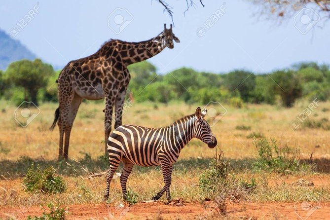 Day Trip - Tsavo East National Park ( Man Eater Lions of Tsavo & Other Big Five) - Booking and Logistics