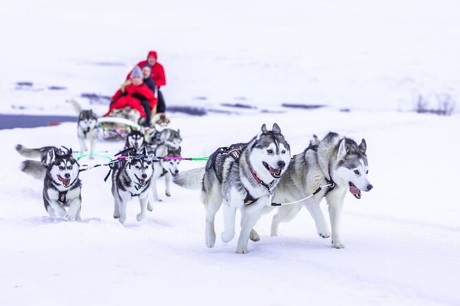 Dogsledding, Near Akureyri - Additional Information