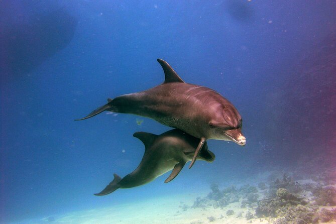 Dolphin House Royal VIP Snorkeling Sea Trip, Lunch, Water Sports - Hurghada - Cancellation Policy