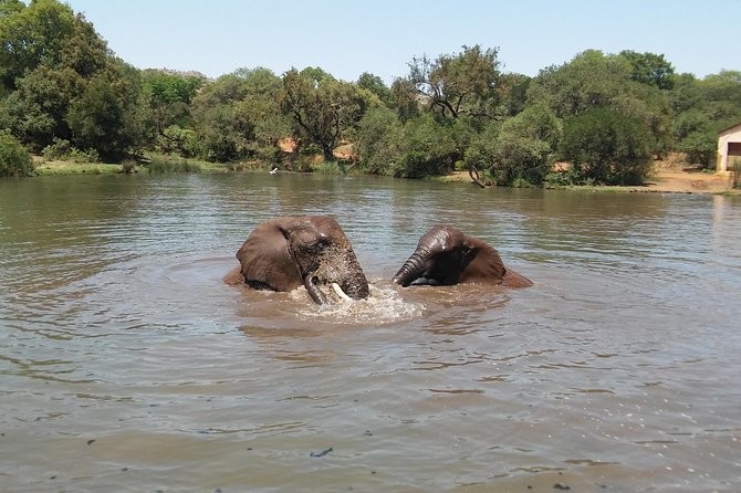 Elephant Walk Guided Half Day Tour From Johannesburg - Lunch at Game Park