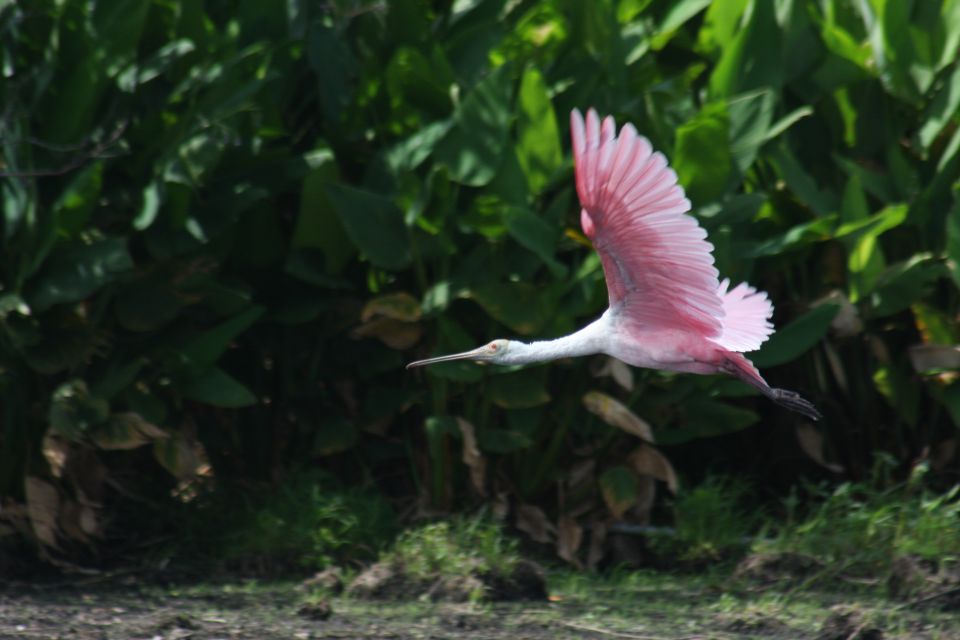 Everglades Day Safari From Sanibel, Fort Myers & Naples - Ecosystem Experiences