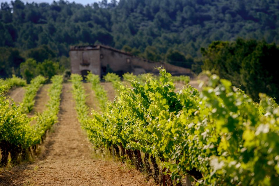 Exclusive Penedes Wine Tour & Brunch in the Vineyard - Travel and Logistics