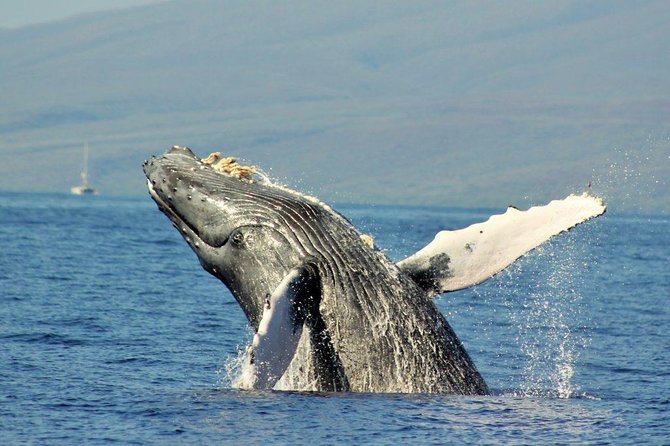 Eye-Level Whale Watching Eco-Raft Tour From Lahaina, Maui - Safety Precautions and Requirements