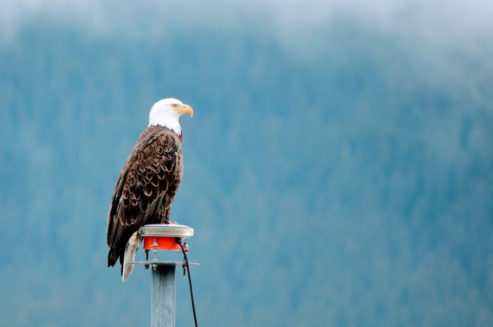 From Anchorage: Turnagain Arm and Wildlife Center Tour - Return to Anchorage