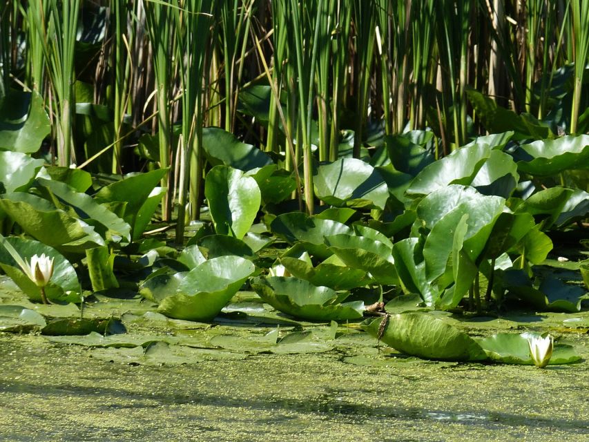 From Bucharest: 3-Day Danube Delta Birdwatching Private Tour - Exploring Ancient Roman Halmyris Fortress