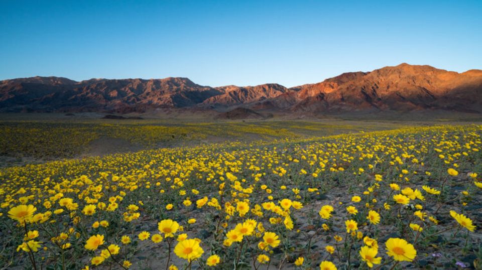 From Las Vegas: Full Day Death Valley Group Tour - Rhyolite Ghost Town Visit