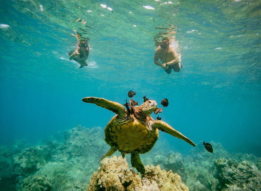 From Maalaea: Turtle Town 3-Hour Snorkel and Sail Adventure - Included and Not Included