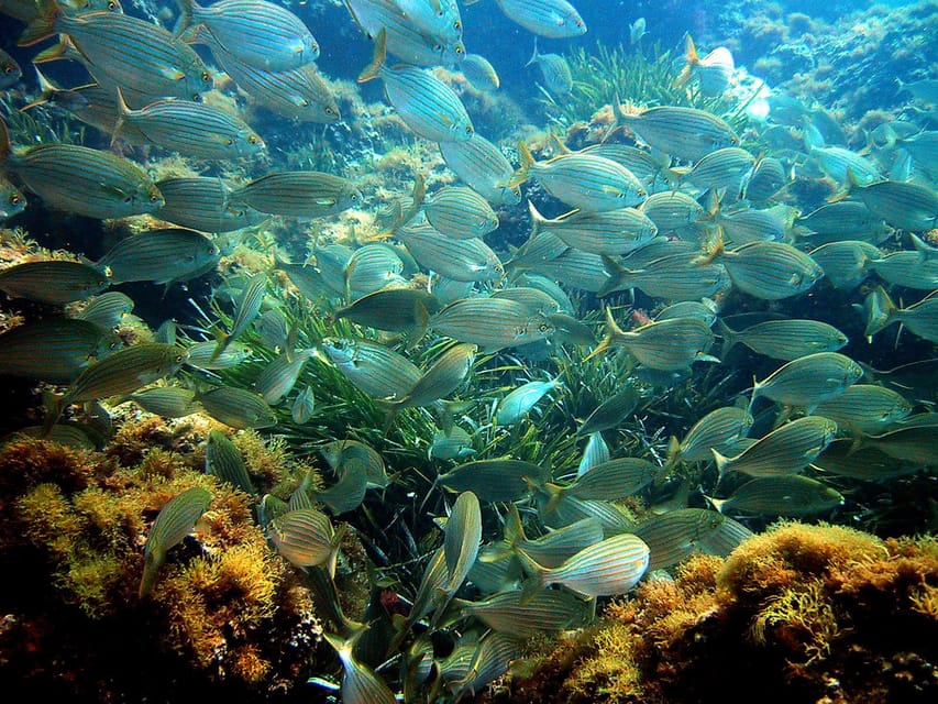 From Nice: Villefranche Bay Swimming & Snorkeling Boat Tour - Meeting Point