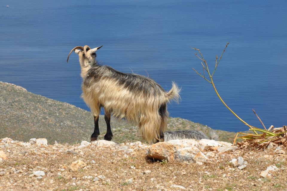 From Rethymno: Agios Nikolaos and Spinaloga Tour - Inclusions