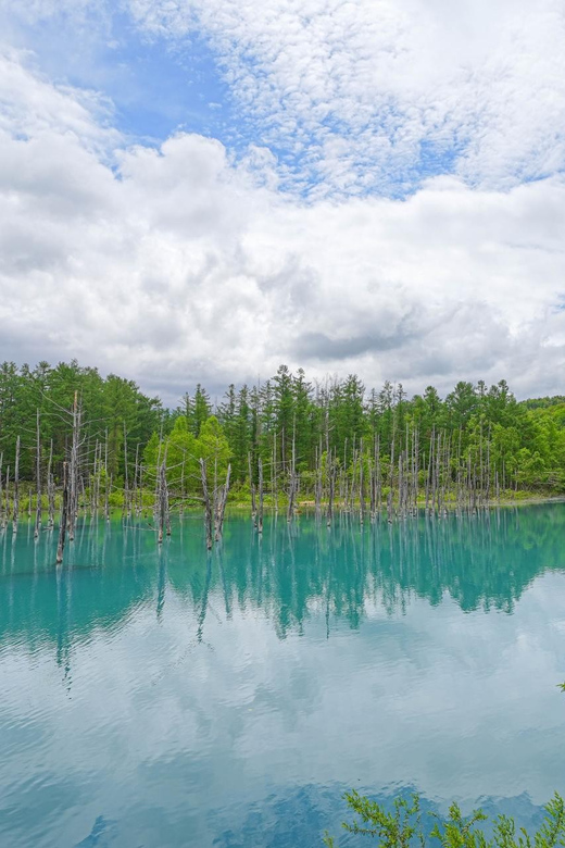 From Sapporo: Famous Asahiyama Zoo Review - Blue Pond in Biei