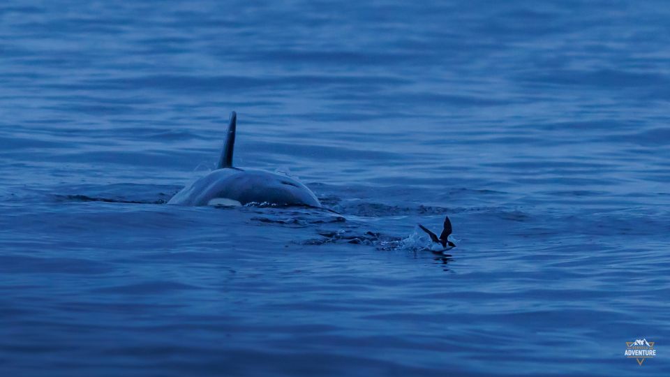 From Skjervøy: Whale Watching in a Heated Cabin Cruiser - Pricing and Booking