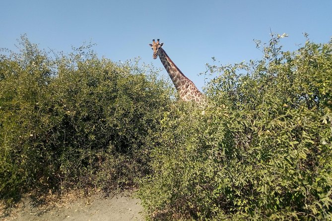 From Victoria Falls: Chobe National Park Small Group Tour - Wildlife Viewing