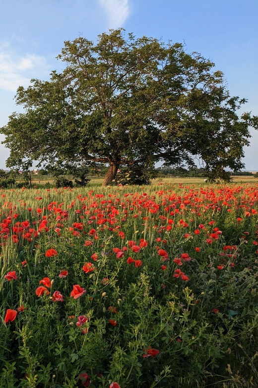 From Vienna: Burgenland Bike and Wine Tasting Tour - Scenic Features