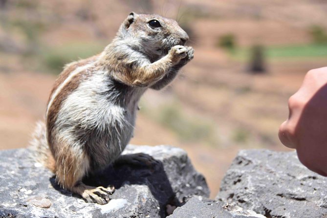 Fuerteventura Tour - Scenic Drives and Viewpoints