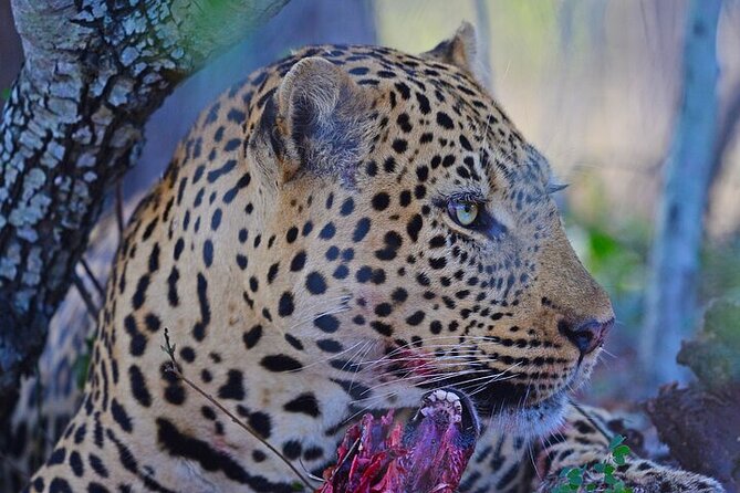 Full-Day Shared Kruger National Park Safari From Hoedspruit - Booking Information