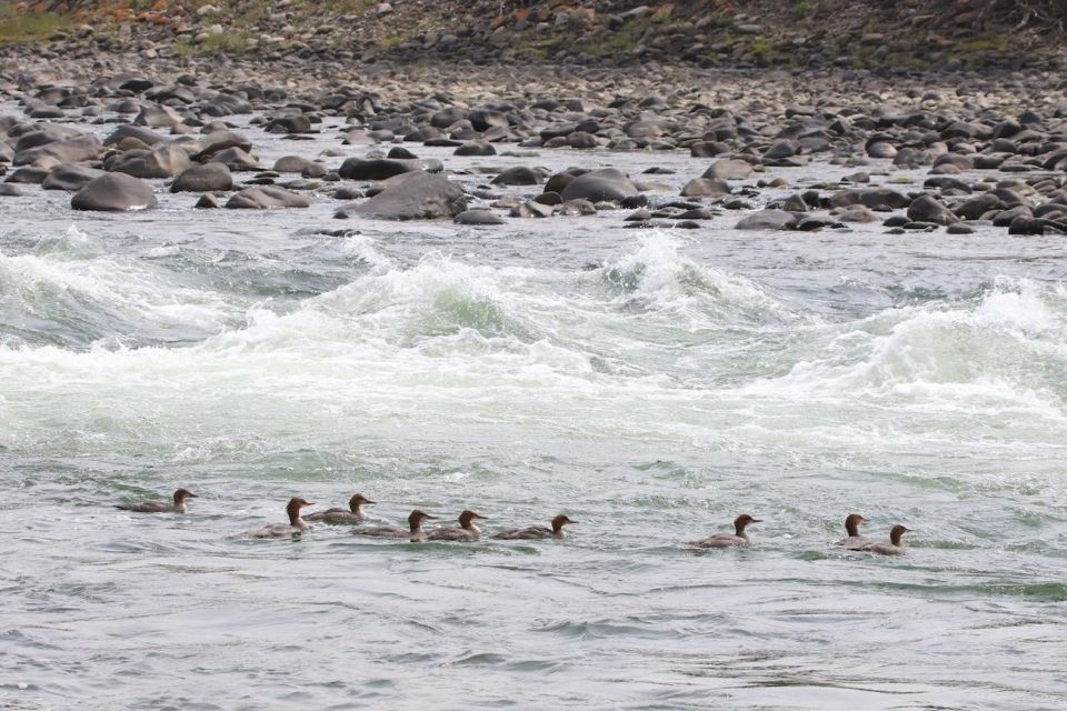 Gardiner: Scenic Raft Float on the Yellowstone River - Equipment and Outfitting