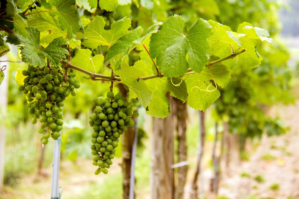 Grape Grazing: Wachau Valley Winery Biking Tour - Exploring the UNESCO Site of Dürnstein