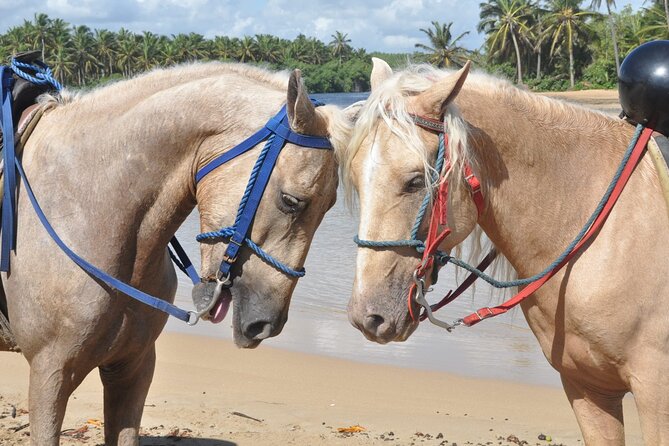 Half Day Buggies and Horseback Experience in Punta Cana - Macau Beach Walk