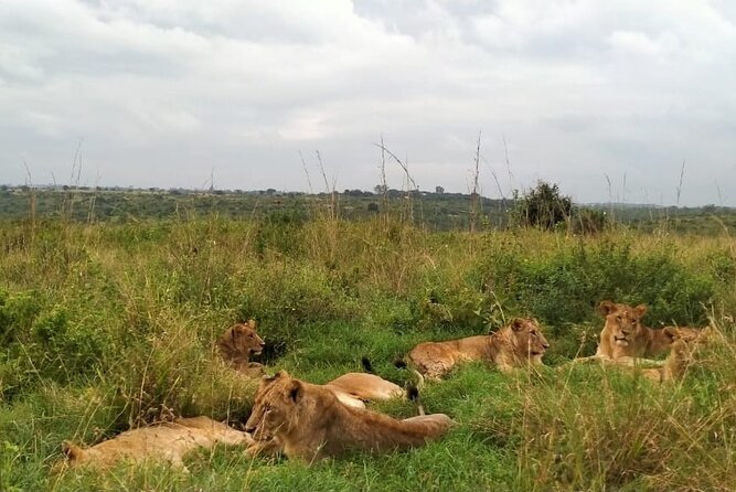 Half Day Wildlife Tour to Nairobi National Park Game Drive With Pickup/Drop off - Unobstructed Safari Van Viewing